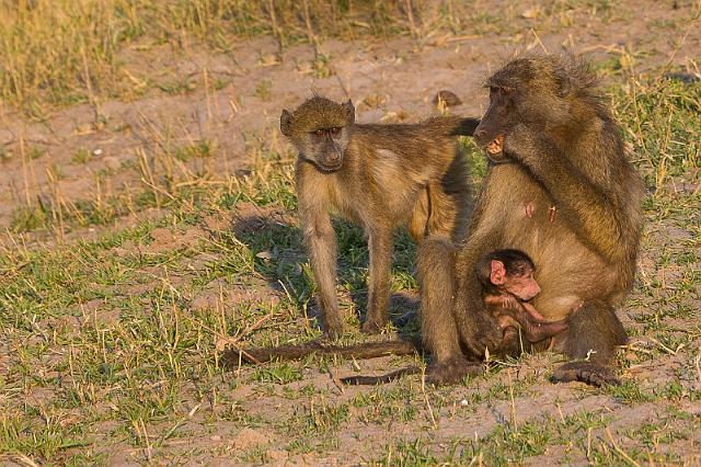 074 Botswana, Chobe NP.jpg